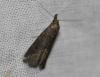 Schrankia costaestrigalis